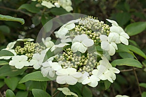 Viburnum-Viburnum macrocephalum