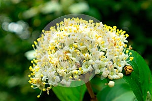 Viburnum-Viburnum macrocephalum