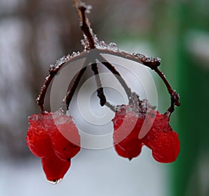 Viburnum in winter, berries on a frost