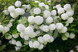 VibÃºrnum Roseum bloomed beautiful white globular flowers