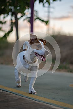 Vicente, Jack Rusell purebred walking