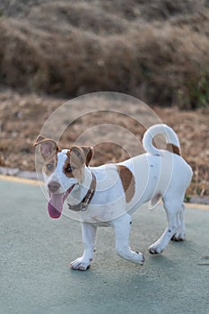 Vicente, Jack Rusell purebred walking