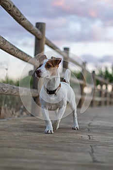 Vicente, Jack Rusell purebred walking