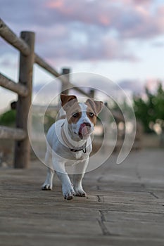 Vicente, Jack Rusell purebred walking