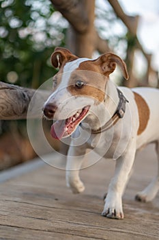 Vicente, Jack Rusell purebred walking photo