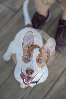 Vicente, Jack Rusell purebred walking photo