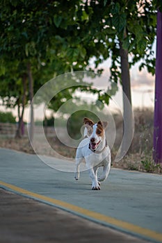 Vicente, Jack Rusell purebred walking photo