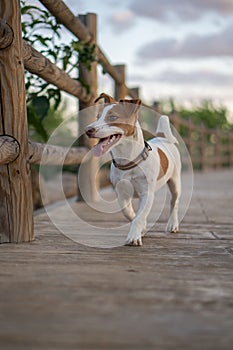 Vicente, Jack Rusell purebred walking photo