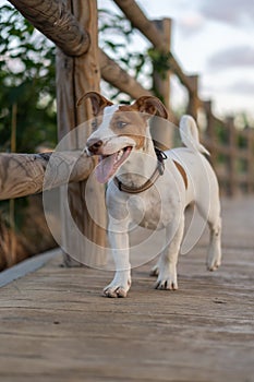 Vicente, Jack Rusell purebred walking photo