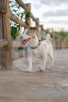 Vicente, Jack Rusell purebred walking photo