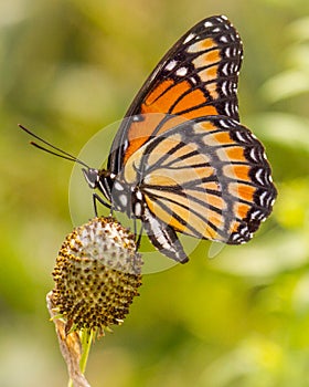 Viceroy Alight on Seed Pod in Illinois