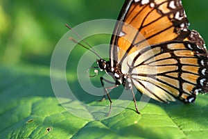 Viceroy Butterfly