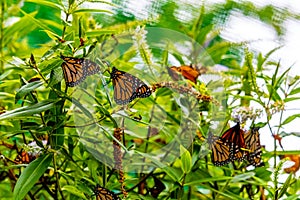 Viceroy butterfly on colourful flowers. West Lynn Creek Auckland New Zealand