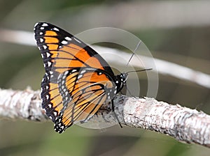 Viceroy Butterfly in Eastern Washington