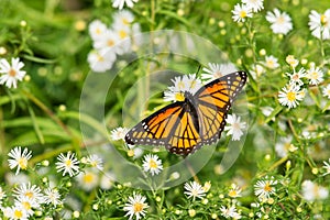 Viceroy Butterfly - Limenitis archippus