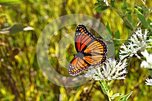 Viceroy Butterfly Limenitis archippus