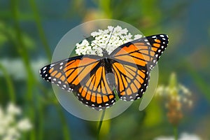 Viceroy Butterfly - Limenitis archippus