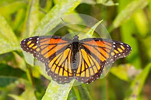 Viceroy Butterfly - Limenitis archippus