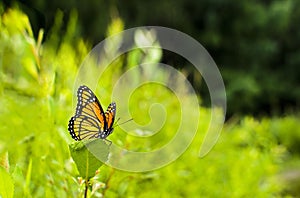 Viceroy Butterfly Limenitis archippus