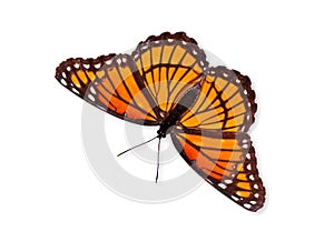 Viceroy butterfly (Limenitis archippus)