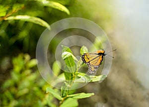 Viceroy Butterfly Limenitis archippus photo