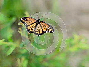 Viceroy Butterfly Limenitis archippus