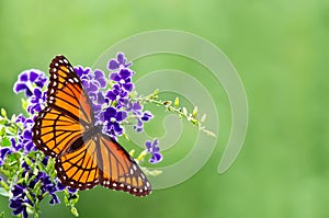 Viceroy butterfly (Limenitis archippus)