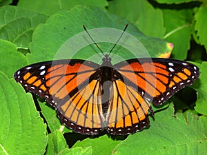 Viceroy Butterfly (Limenitis archippus)