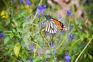 Viceroy Butterfly, Limenitis archippus, Arthropoda insect