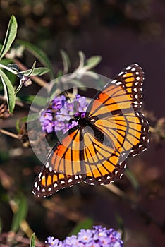 Viceroy butterfly (Limenitis archippus)