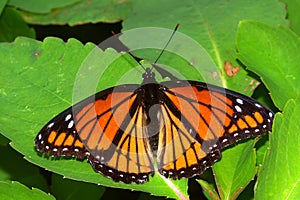 Viceroy Butterfly Limenitis archippus Illinois