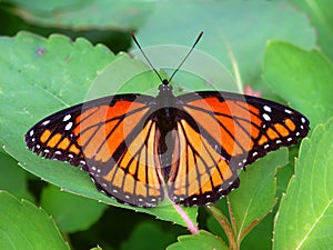 Viceroy Butterfly (Limenitis archippus) Illinois