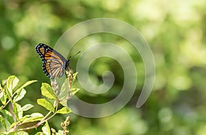 Viceroy Butterfly, Limenitis archippus, side profile