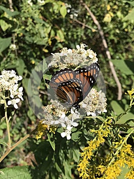 Viceroy Butterfly - Limenitis archippus on White Virginia Crownbeard Wildflower - Verbesina virginica