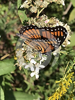 Viceroy Butterfly - Limenitis archippus on White Virginia Crownbeard Wildflower - Verbesina virginica