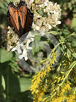 Viceroy Butterfly - Limenitis archippus on White Virginia Crownbeard Wildflower - Verbesina virginica