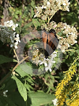 Viceroy Butterfly - Limenitis archippus on White Virginia Crownbeard Wildflower - Verbesina virginica