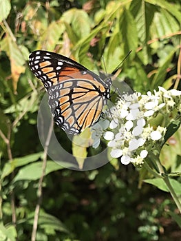 Viceroy Butterfly - Limenitis archippus on White Virginia Crownbeard Wildflower - Verbesina virginica