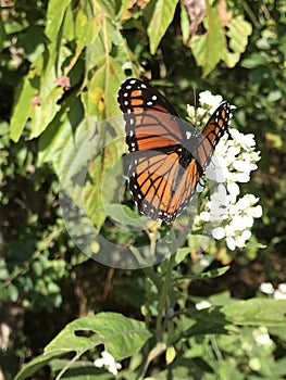 Viceroy Butterfly - Limenitis archippus on White Virginia Crownbeard Wildflower - Verbesina virginica