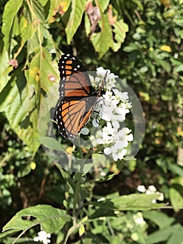 Viceroy Butterfly - Limenitis archippus on White Virginia Crownbeard Wildflower - Verbesina virginica