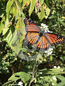 Viceroy Butterfly - Limenitis archippus on White Virginia Crownbeard Wildflower - Verbesina virginica