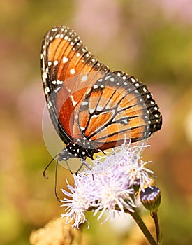 A Viceroy Butterfly, a Monarch Mimic
