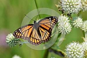 Viceroy butterfly sipping nectar from a rattlesnake master photo