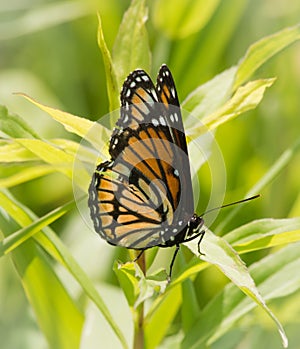 Viceroy Butterfly with Torn Wing