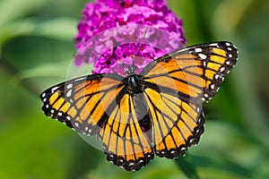 Viceroy Butterfly - Limenitis archippus