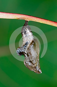 Viceroy chrysalis