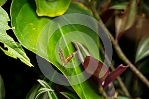 The Viceroy (Limenitis archippus) Standing on a Leaf