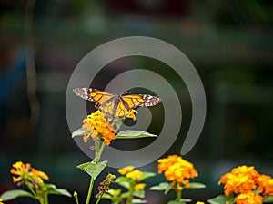 The Viceroy is an Orange and Black Butterfly