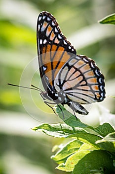 Viceroy Ventral View on Leaf