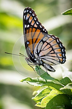 Viceroy Ventral View on Leaf photo